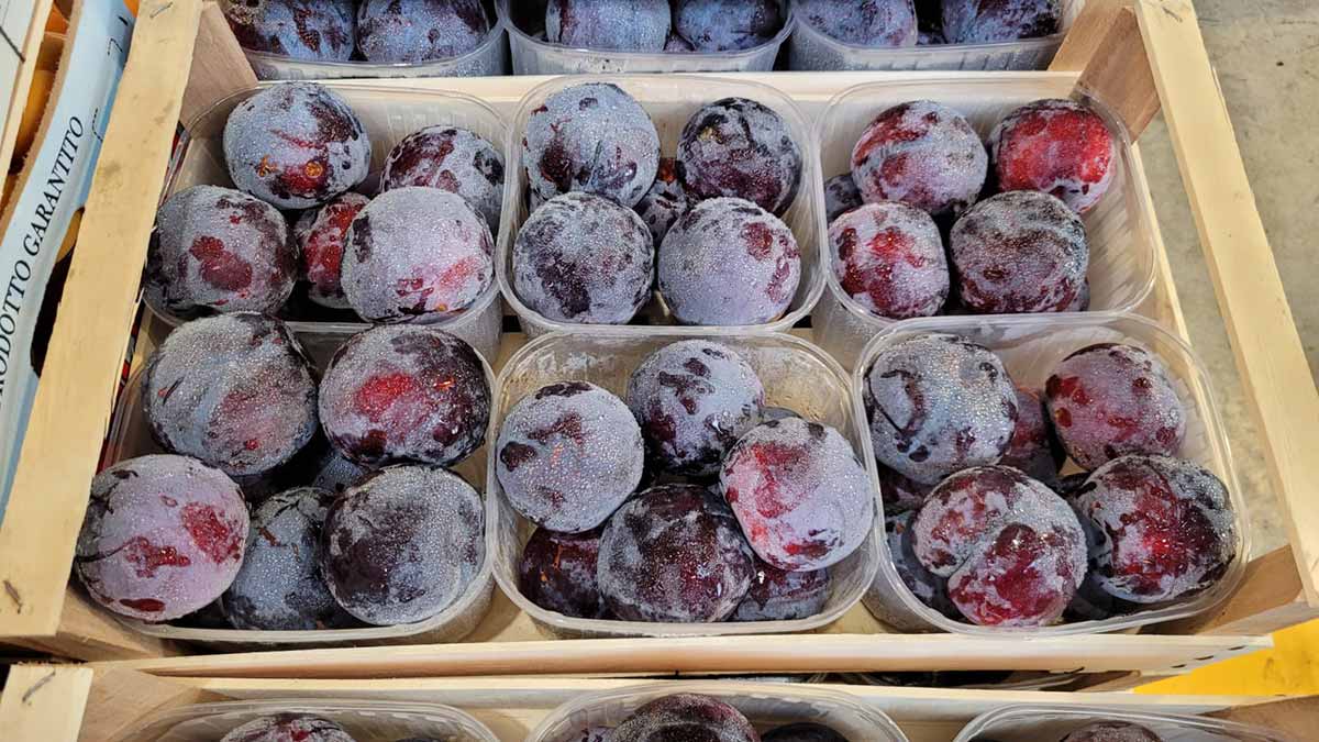 Susine - Emilia Romagna -1,80/2 euro al chilogrammo